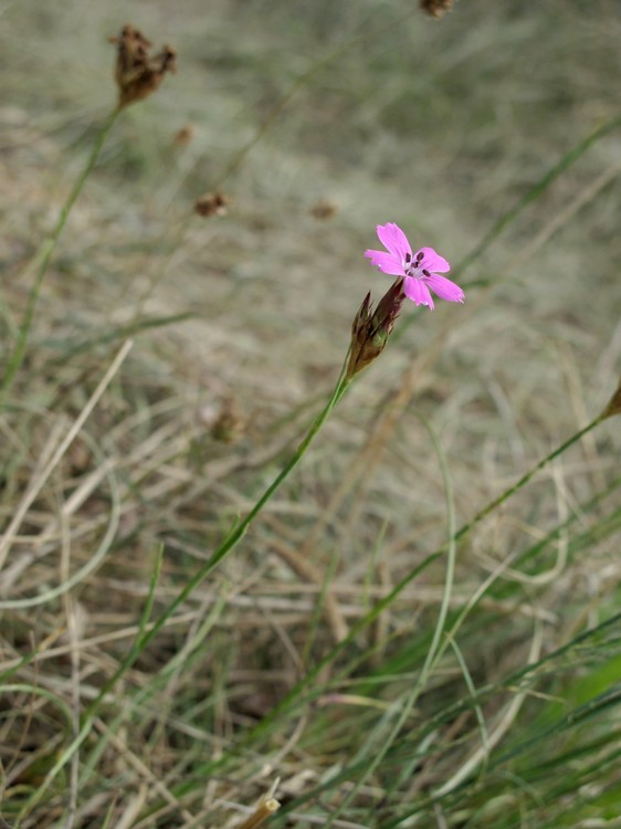 Dianthus carthusianorum